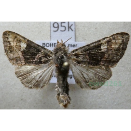 Euplexia lucipara (Linnaeus, 1758) Brzaskówka ogorzałka Czech95k